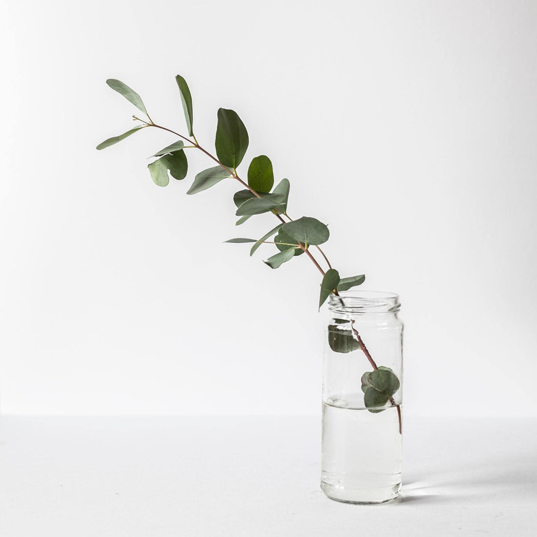 sprig of eucalyptus in a glass jar in the solome beauty organic skincare laboratory TROUBLESHOOTING NATURAL SKINCARE: MELTING, SEPARATION & STORAGE TIPS