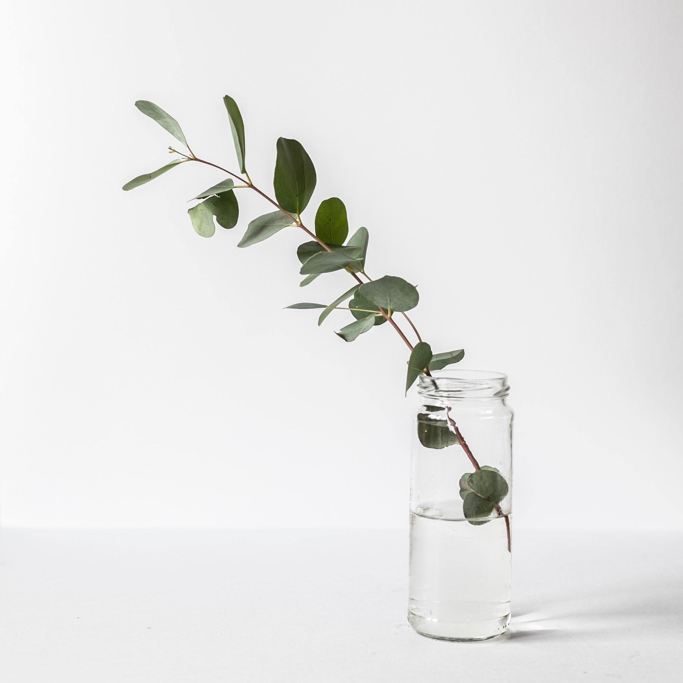 sprig of eucalyptus in a glass jar in the solome beauty organic skincare laboratory TROUBLESHOOTING NATURAL SKINCARE: MELTING, SEPARATION & STORAGE TIPS