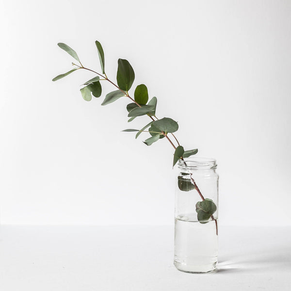 sprig of eucalyptus in a glass jar in the solome beauty organic skincare laboratory TROUBLESHOOTING NATURAL SKINCARE: MELTING, SEPARATION & STORAGE TIPS