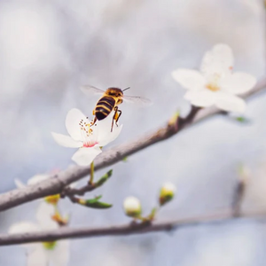 Bee-autiful: Bee Facts