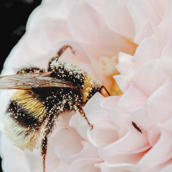 is beeswax vegan and cruelty free? By including beeswax in our products, we aim to help to raise awareness about the incredible role bees play in our world and the challenges they face. 