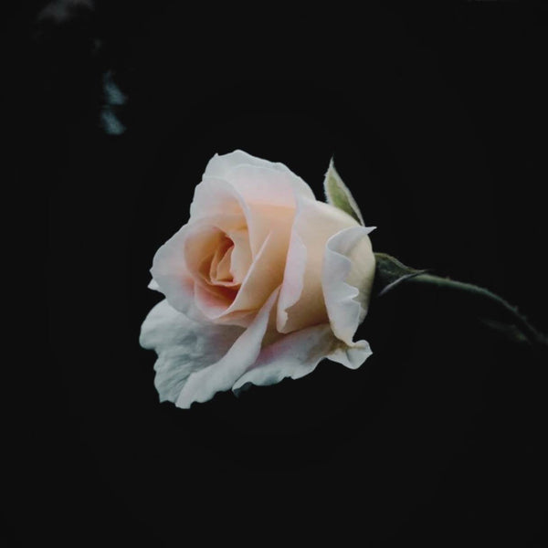 *white rose with hands symbol of natural pure ingredient no chemicals beauty.jpg