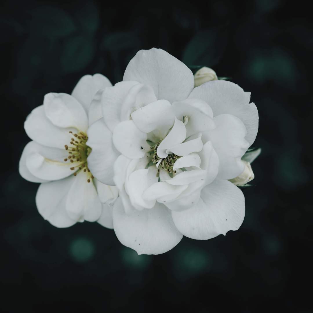 Two white flowers resting on a dark background, symbolizing purity, peace, and renewal — representing Solomé Beauty’s story of reclaiming innocence and conscious beauty.