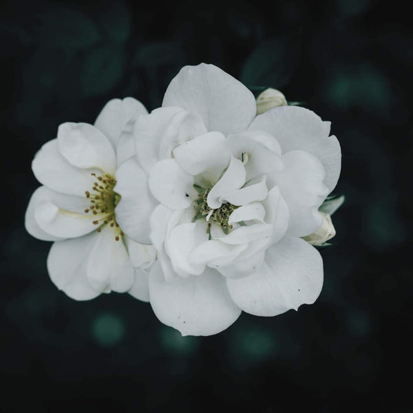 Two white flowers resting on a dark background, symbolizing purity, peace, and renewal — representing Solomé Beauty’s story of reclaiming innocence and conscious beauty.